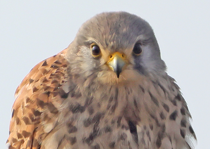 Turmfalke